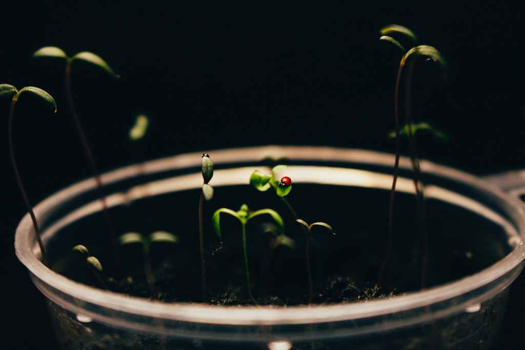 green plant on clear cup